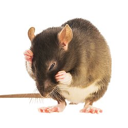 Potkani, krysy, myši